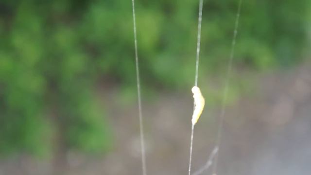 caterpillar landing смотреть онлайн