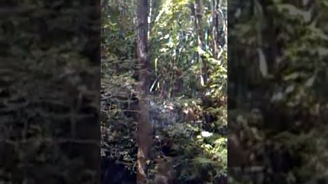 Denis and Masha at Erawan waterfall level 5 3rd смотреть онлайн