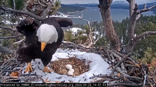 FOBBV🦅A Day In The Life Of Jackie & Shadow💕Sunshine Turns Into Thundersnow⚡️Graupel/Hail❄️2024-03-2 смотреть онлайн