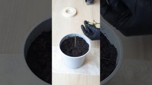 Прививка МАНДАРИНА, выращенного из КОСТОЧКИ