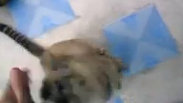 Кот мяукает тайским голосом смотреть онлайн