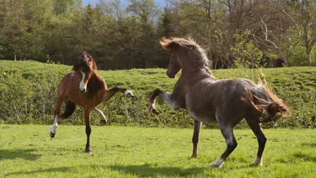 Верховая езда смотреть онлайн