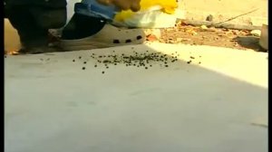 Как изготавливают насвай - о вреде зелья