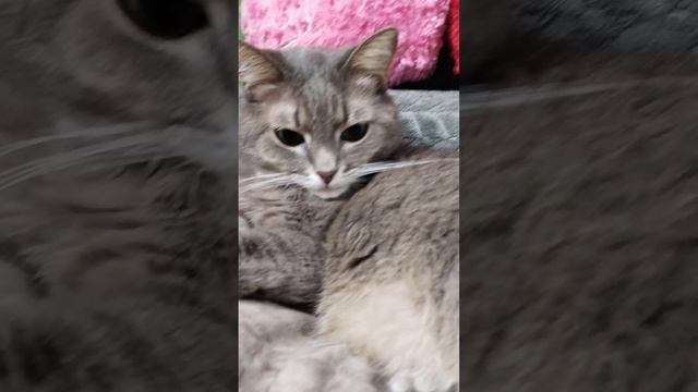 ВЕЛЮРОВЫЕ ПЛЮШИКИ