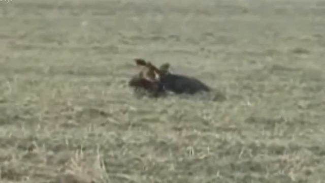 Top 10 Eagles Hunt Their Prey Without Mercy смотреть онлайн