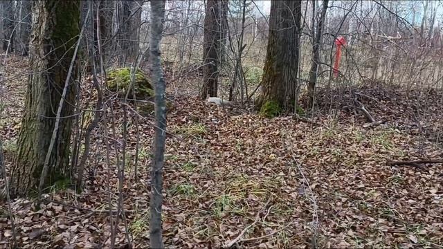 Охота за ручной белкой смотреть онлайн