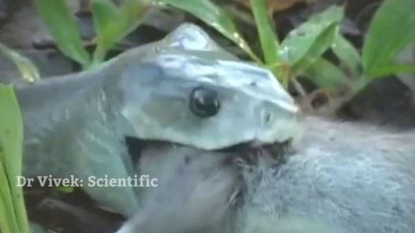 Unbelievable Scientific Facts about the Predator-Prey Relationship between Snakes and their Prey