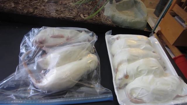 Rodent Pro VS Perfect Prey - Benjamin's Exotics смотреть онлайн