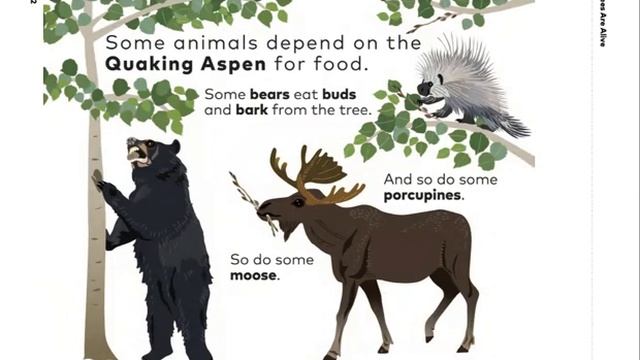 Quaking Aspen (Kindergarten EL M3) смотреть онлайн