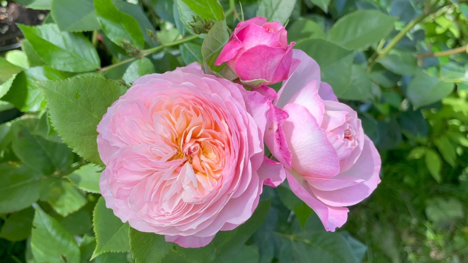 Июнь в Саду 22 июня 2024 часть 1