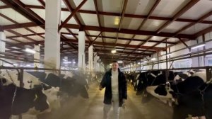 Жмых подсолнечный в кормлении молочного стада в зимний период