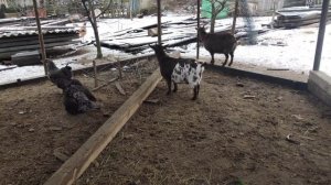 камерунские козы