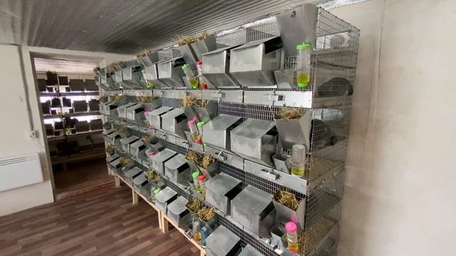 РАЗВЕДЕНИЕ ШИНШИЛЛ КАК БИЗНЕС смотреть онлайн