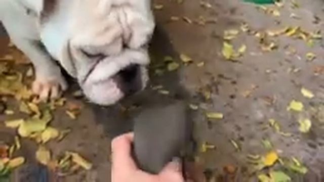 My bulldog eating tongue ( Prey Model Raw ) PMR смотреть онлайн