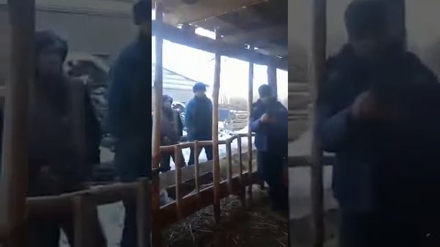 Гиссар -арашан асыл тұқымды ұрықтық қошқар 2021 жылдың төлі смотреть онлайн
