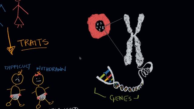 Temperament, Heredity, And Genes | Behavior | MCAT | Khan Academy