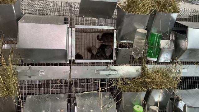 ЧУДОМ СОХРАНИЛ ЛОГОТИП || ШИНШИЛЛОВАЯ ФЕРМА || РАЗВЕДЕНИЕ ШИНШИЛЛ КАК БИЗНЕС смотреть онлайн