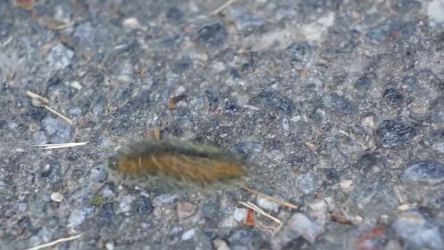hairy caterpillar смотреть онлайн