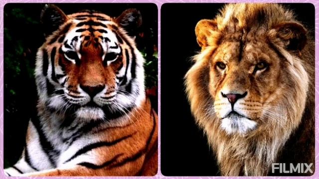Lion VS Tiger-Who is the real king? (You must know this) смотреть онлайн