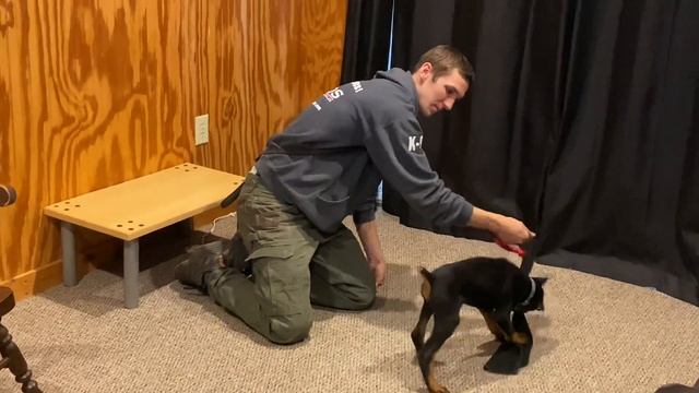Super Doberman Puppy "Sturgill" 8 Wks Early Prey/Protection Testing @ Protection Dog Sales смотреть онлайн