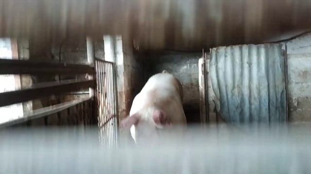 трогательная хрюша смотреть онлайн