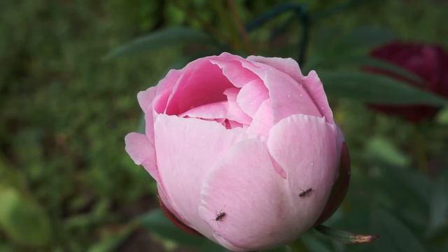 Midsummer's pion смотреть онлайн