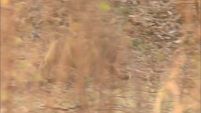 Lions Hunting Documentary, Lions attacking prey, Wild life Animals, National Geographic смотреть онлайн