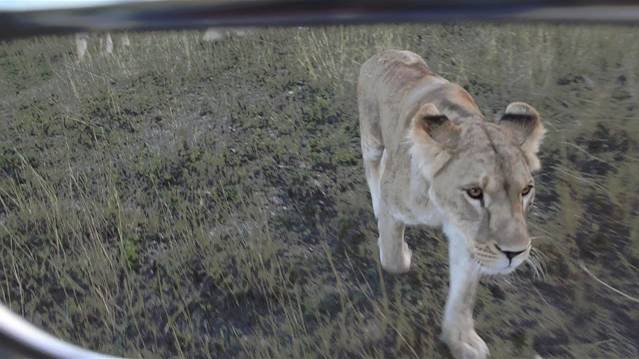 Вечер в Саванне .Лейла ,Стерва и Малыш ! смотреть онлайн