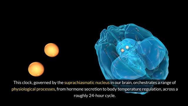 Timing Is Everything: How Chrono-Nutrition Transforms Your Diet and Body | Health Avenue смотреть онлайн