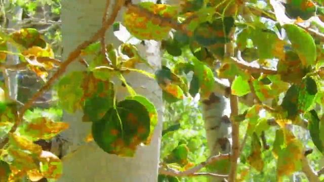 Quaking Aspen смотреть онлайн