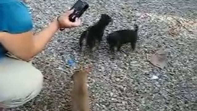 20081230 Kanchanaburi Щенята 308 HDTV смотреть онлайн