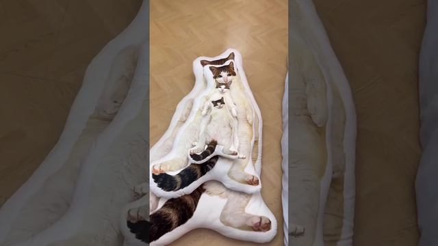 заказчик доволен смотреть онлайн