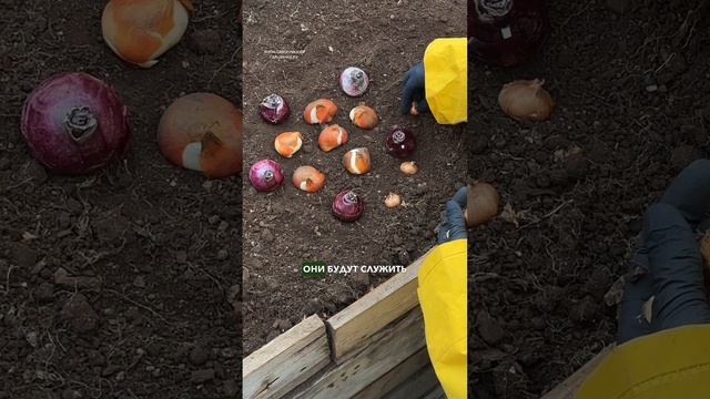 Очень красивый способ посадки луковичных
