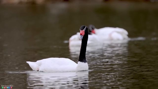 Красивая природа и музыка смотреть онлайн