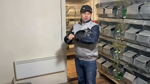 МОИ ШИНШИЛЛЫ часть 3 | ШИНШИЛЛОВАЯ ФЕРМА | ФЕРМА ШИНШИЛЛ смотреть онлайн