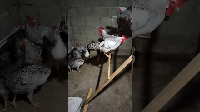 Обнова у Барковских кур🤭 смотреть онлайн