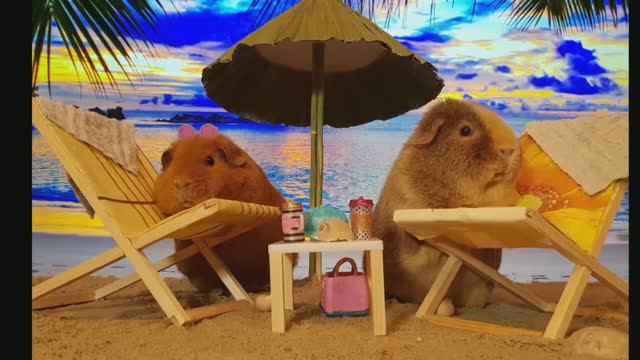 Как сделать декорации для фотосессии морских свинок. смотреть онлайн