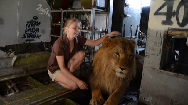 В кабине самолета с львом Олежкой ! смотреть онлайн