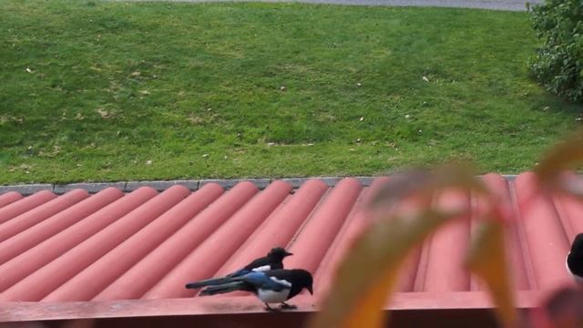 3 magpies outside the window смотреть онлайн