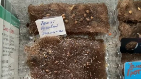 проращивание семян томатов перед посадкой на джутовых ковриках