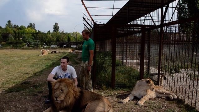 ВСЕ ЛЬВЫ РАЗНЫЕ или фирменный переворот от Лейлы ! смотреть онлайн