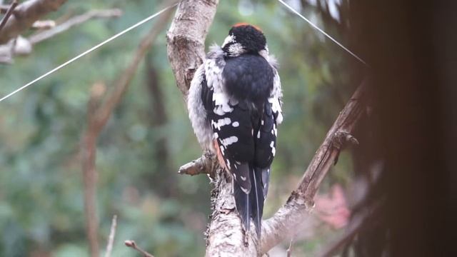 nestling of Spotted Woodpecker 2 смотреть онлайн