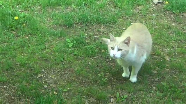 **THE DAY OF THE~NEWBORNS*HAVE heard of simultaneous Birthing in Prey ANIMALS but BIGFOOTS N CRYPTI смотреть онлайн