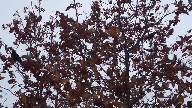 thrushes and rowan смотреть онлайн