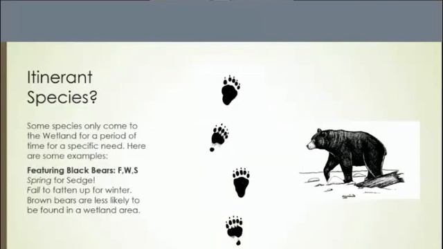 ADFG Place-Based Education Section 2: Mammals in the Wetlands смотреть онлайн