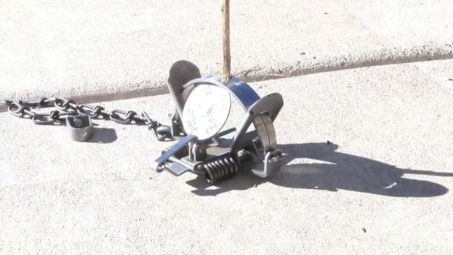 Dog loses leg after caught in trap, prompting renewed calls to ban trapping смотреть онлайн