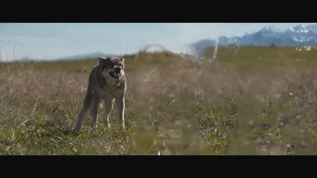 Prey: Predator vs Wolf Fight | Full HD Scene смотреть онлайн