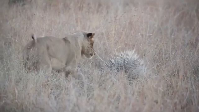 8 Animals That Can Kill a Lion смотреть онлайн