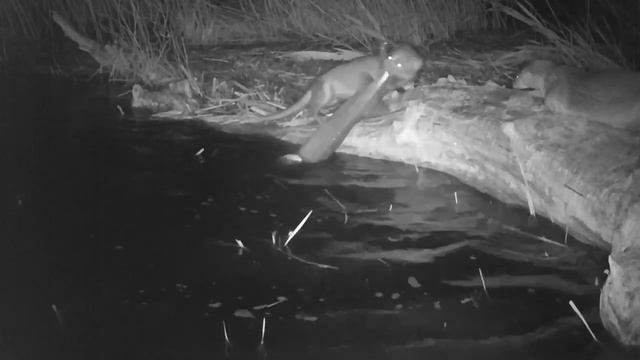 Выдра охотится на щуку смотреть онлайн