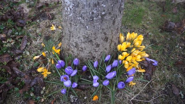 crocuses and hail смотреть онлайн